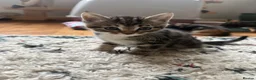 Mixed Breed cats for sale: Calico Kittens for sale  in London - Advert 9