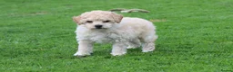 Poochon dogs for sale: Beautiful Poochon puppies for sale  - Advert 38