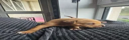 Mixed Breed dogs for sale: Beautiful American Bulldog × Staffie Mix Puppies in Glasgow - Advert 14