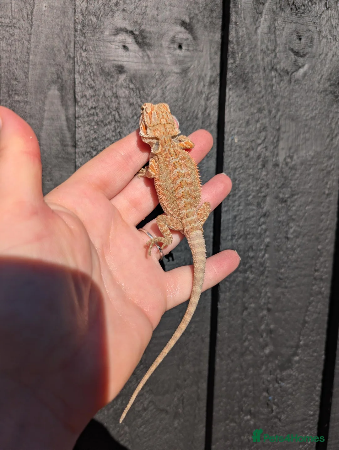 Bearded Dragon reptiles for sale: Baby bearded dragons - Advert 1