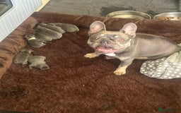 French Bulldog dogs for sale: 6 French bull dogs  - Image 2