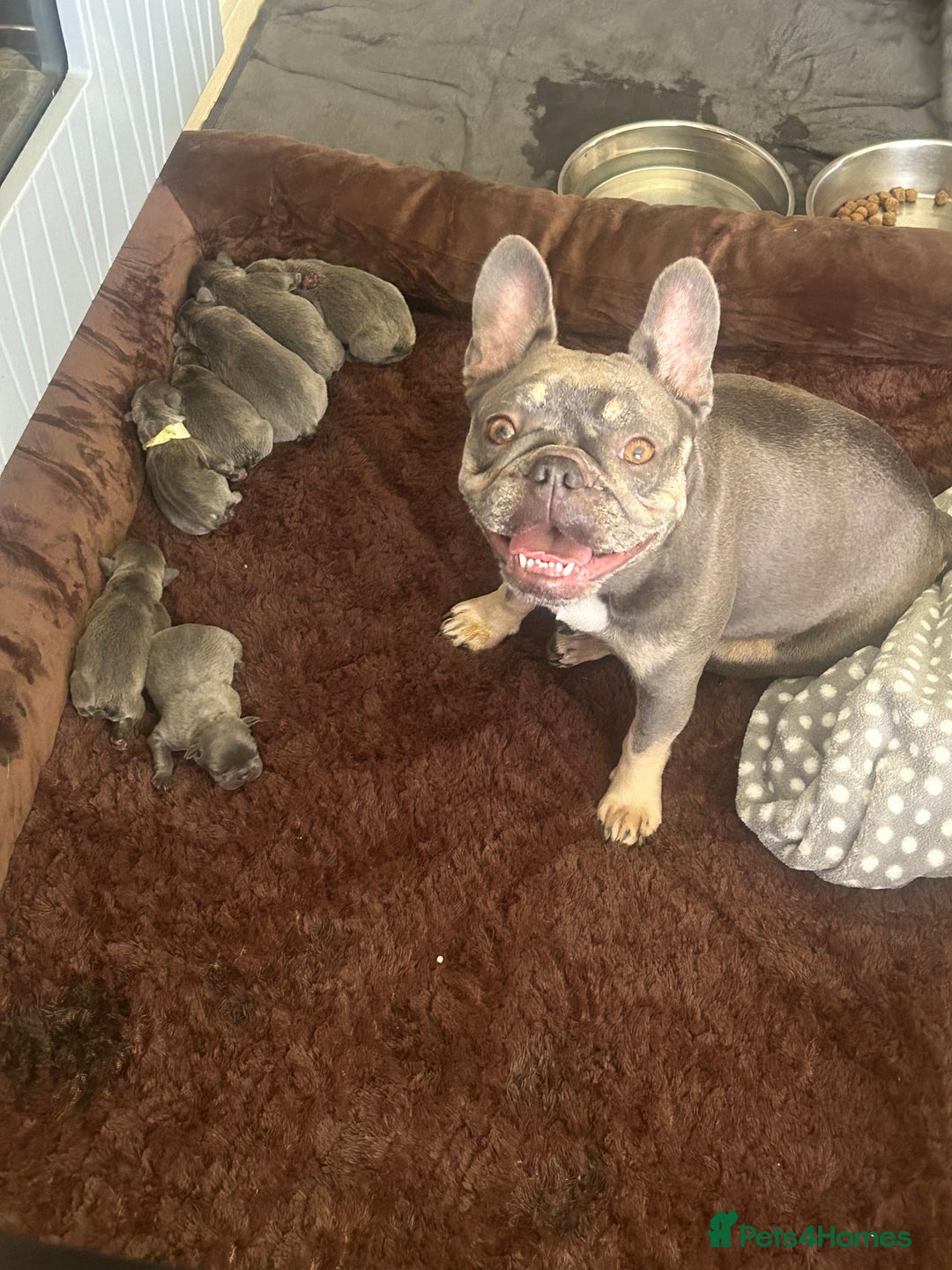 French Bulldog dogs for sale: 6 French bull dogs  - Image 2