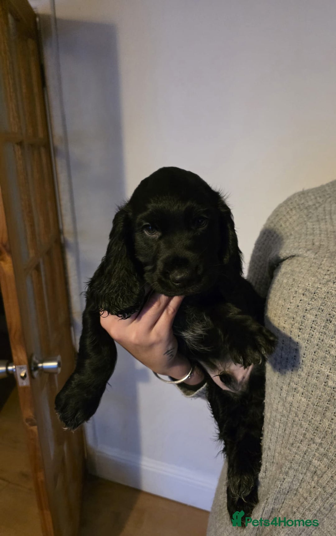 English Springer Spaniel dogs for sale: Spaniel puppies 1 Girl & 3 Boys  - Advert 7