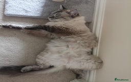 Ragdoll cats for sale: Lyla the ragdoll - Image 5