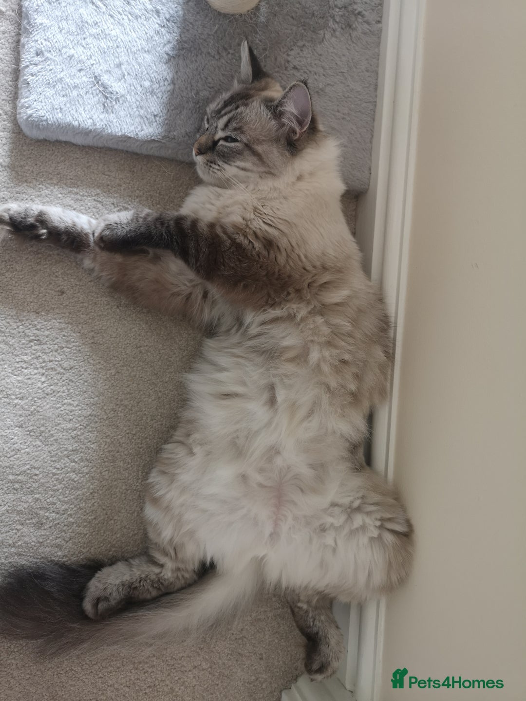 Ragdoll cats for sale: Lyla the ragdoll - Image 5