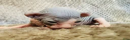 Sphynx cats for sale: Stunning lilac and blue sphynx  - Advert 10