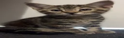 Domestic Shorthair cats for sale: Mixed breed kittens ready now  - Advert 1
