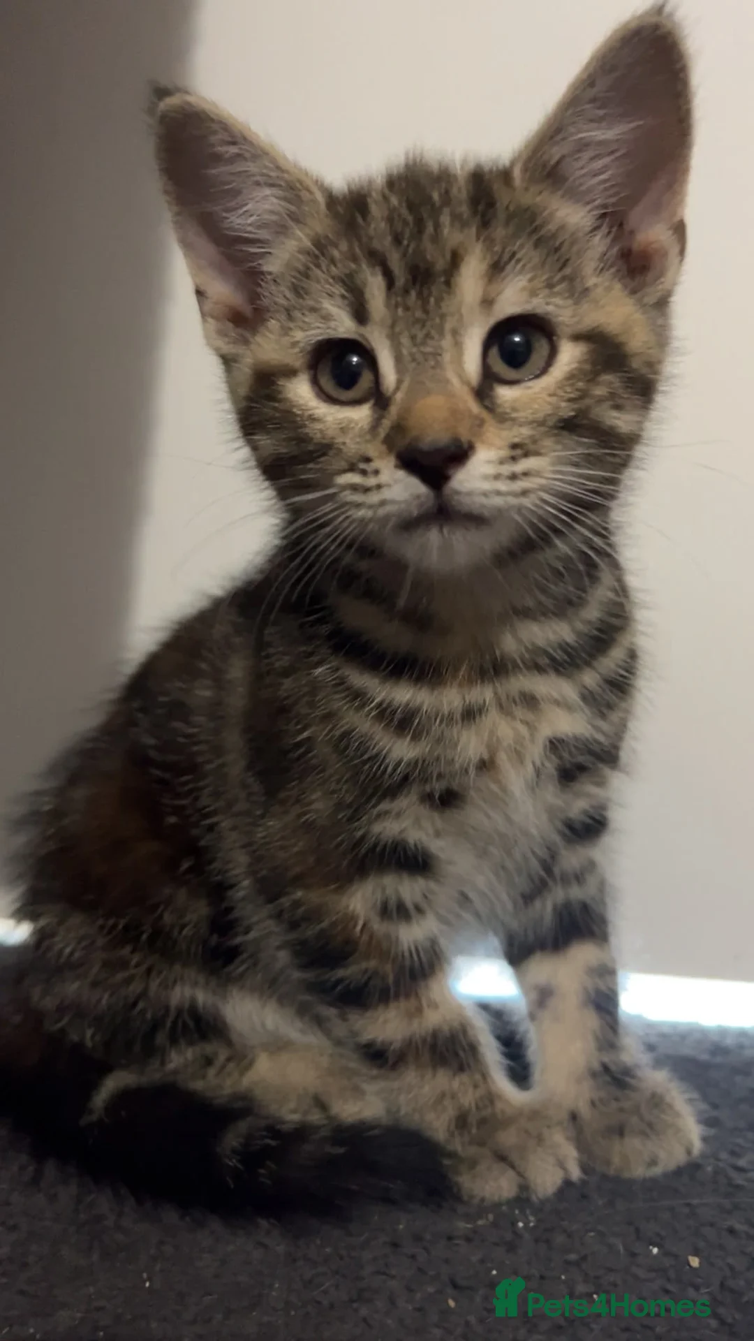Domestic Shorthair cats for sale: Mixed breed kittens ready now  - Advert 1