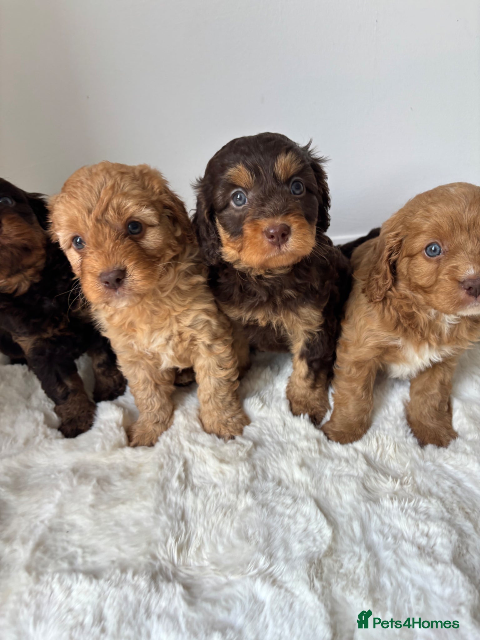 Cavapoo dogs Cavapoo ready to go 8th June  - Advert 3