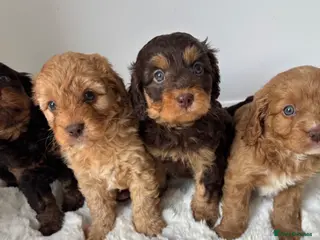 Cavapoo dogs Cavapoo ready to go 8th June - Advert 2