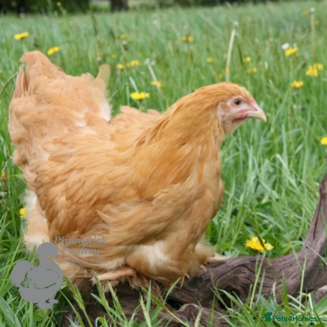 Chickens poultry for sale: Chickens For Sale, Various Breeds - Advert 14