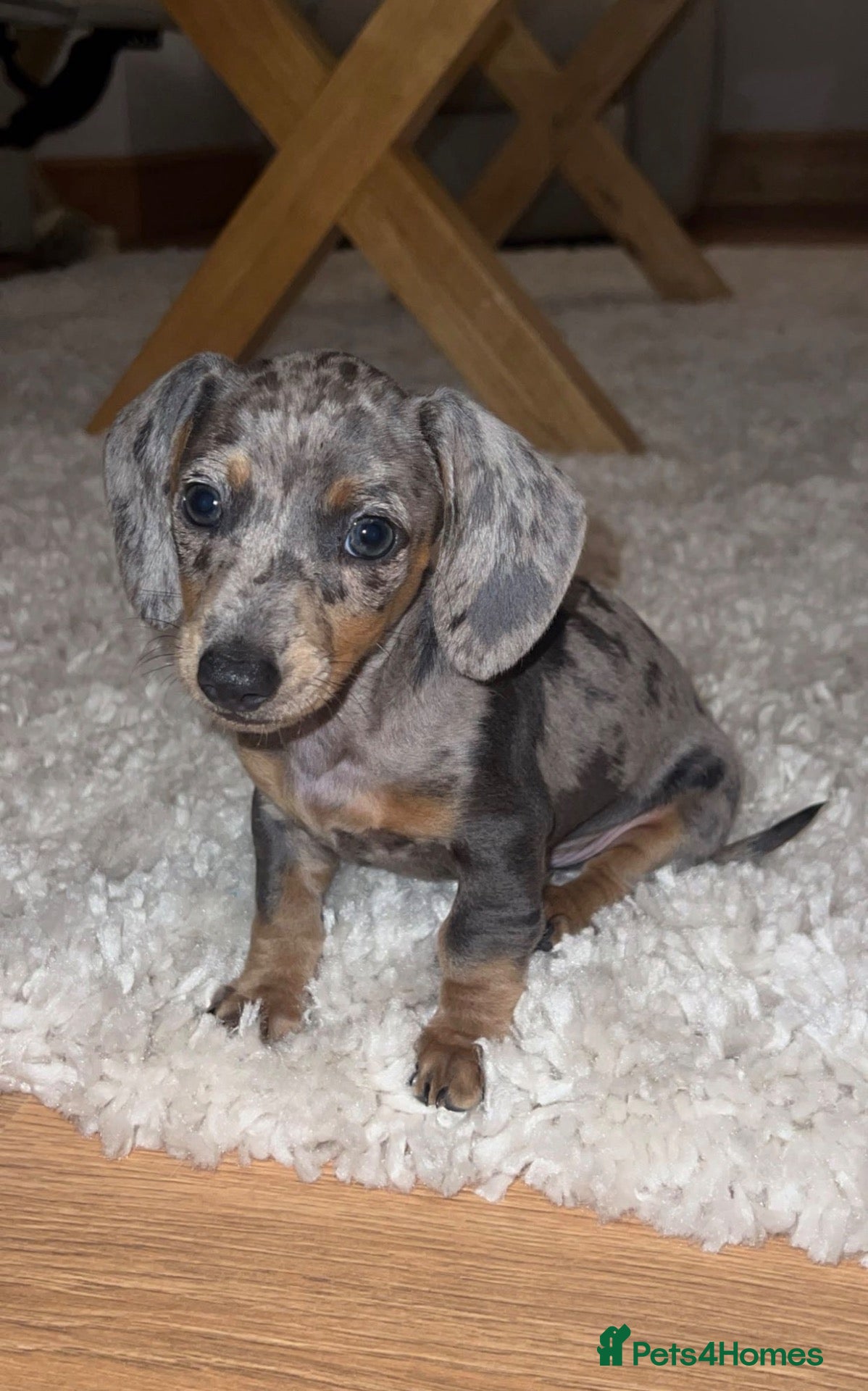 Miniature Dachshund dogs KC registered 1 year old male Miniature Dachshund  - Advert 1