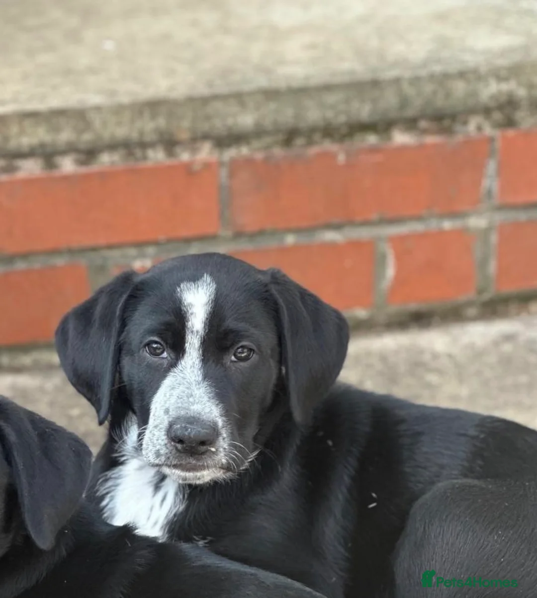 Mixed Breed dogs for sale: RARE mixed breed Dalmatian X German Shepherd Pups in Kenilworth - Advert 18