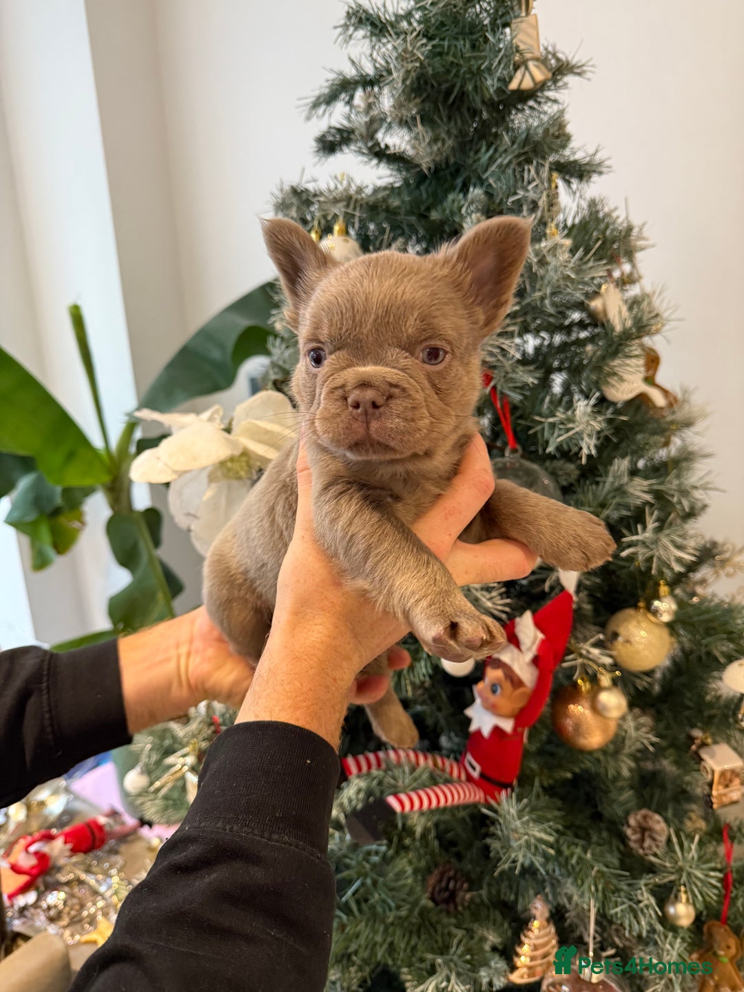 French Bulldog dogs for sale: 8weeks old Fluffy french bulldog puppies - Advert 18