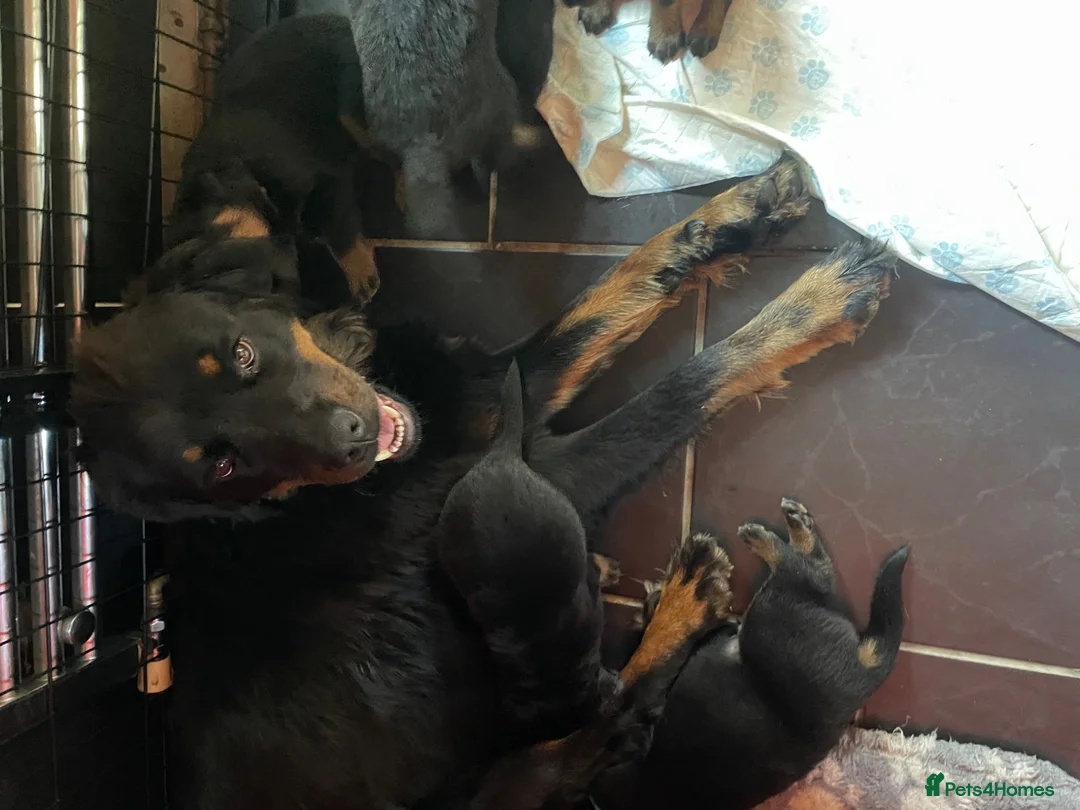 Mixed Breed dogs for sale: Rottweiler x Rottweiler x Akita  - Advert 23