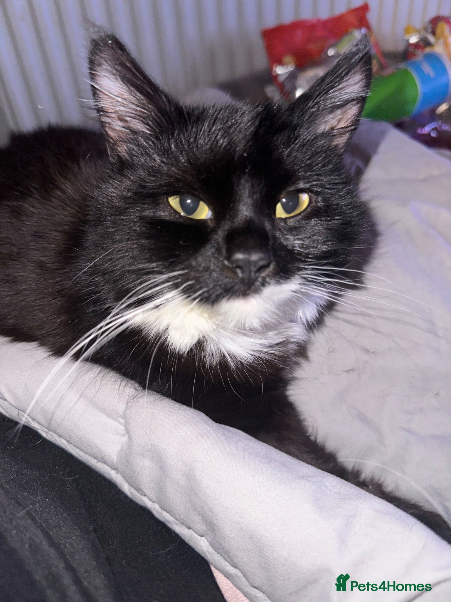 Mixed Breed cats Salem - Advert 1