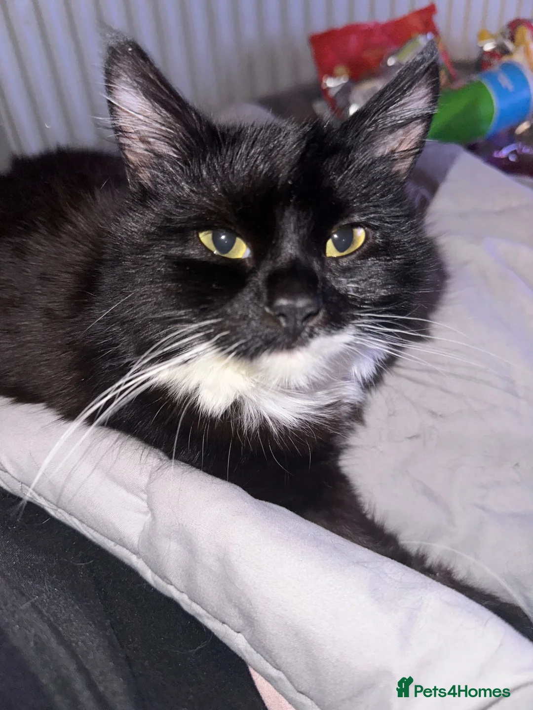 Mixed Breed cats for sale: Salem - Advert 1