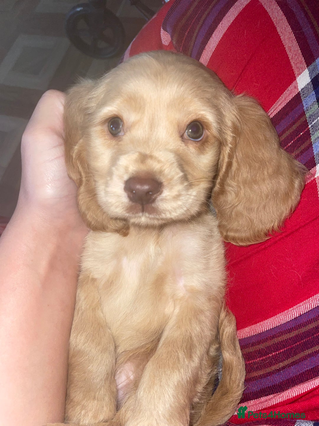 Cocker Spaniel dogs for sale: Cockerspaniel puppys Ready now!!! - Advert 28