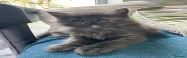 Maine Coon Kitten 2