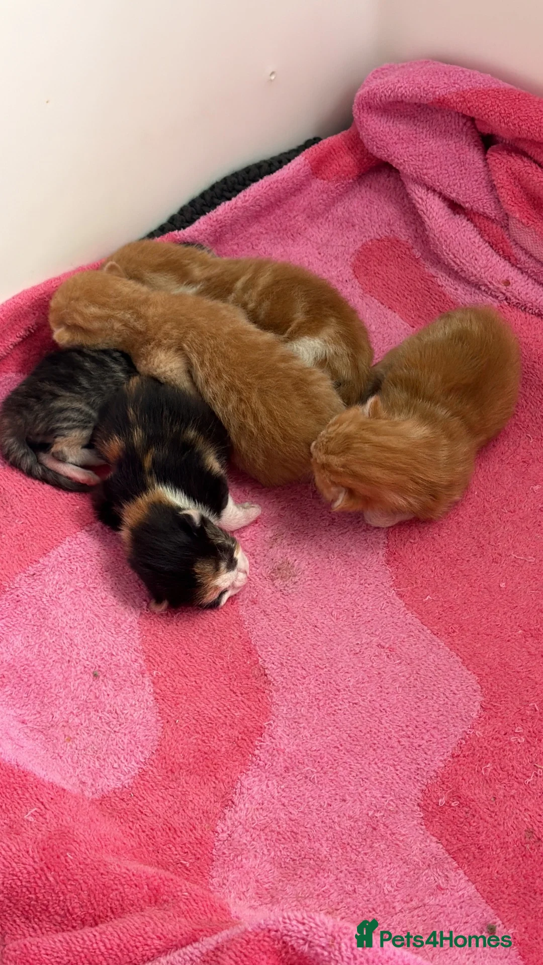 Mixed Breed cats for sale: Gorgeous litter of kittens  - Advert 1