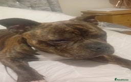 American Bull Staffy dogs for sale: Bear 2 years old  - Image 4