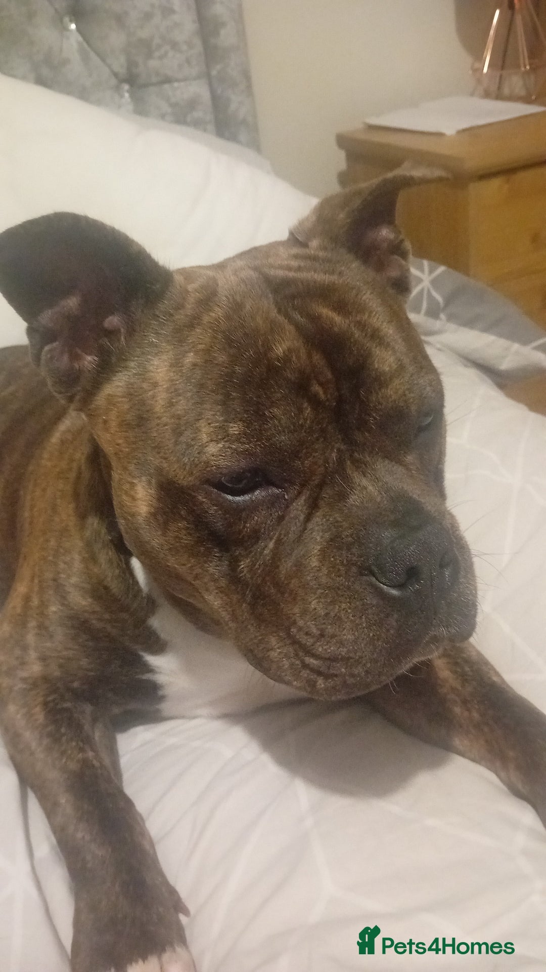 American Bull Staffy dogs for sale: Bear 2 years old  - Image 4