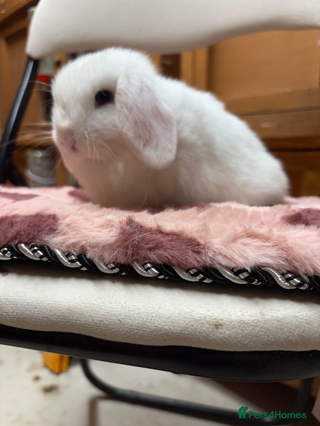 Dwarf Lop rabbits for sale: Stunning friendly dwarf lops  - Image 17
