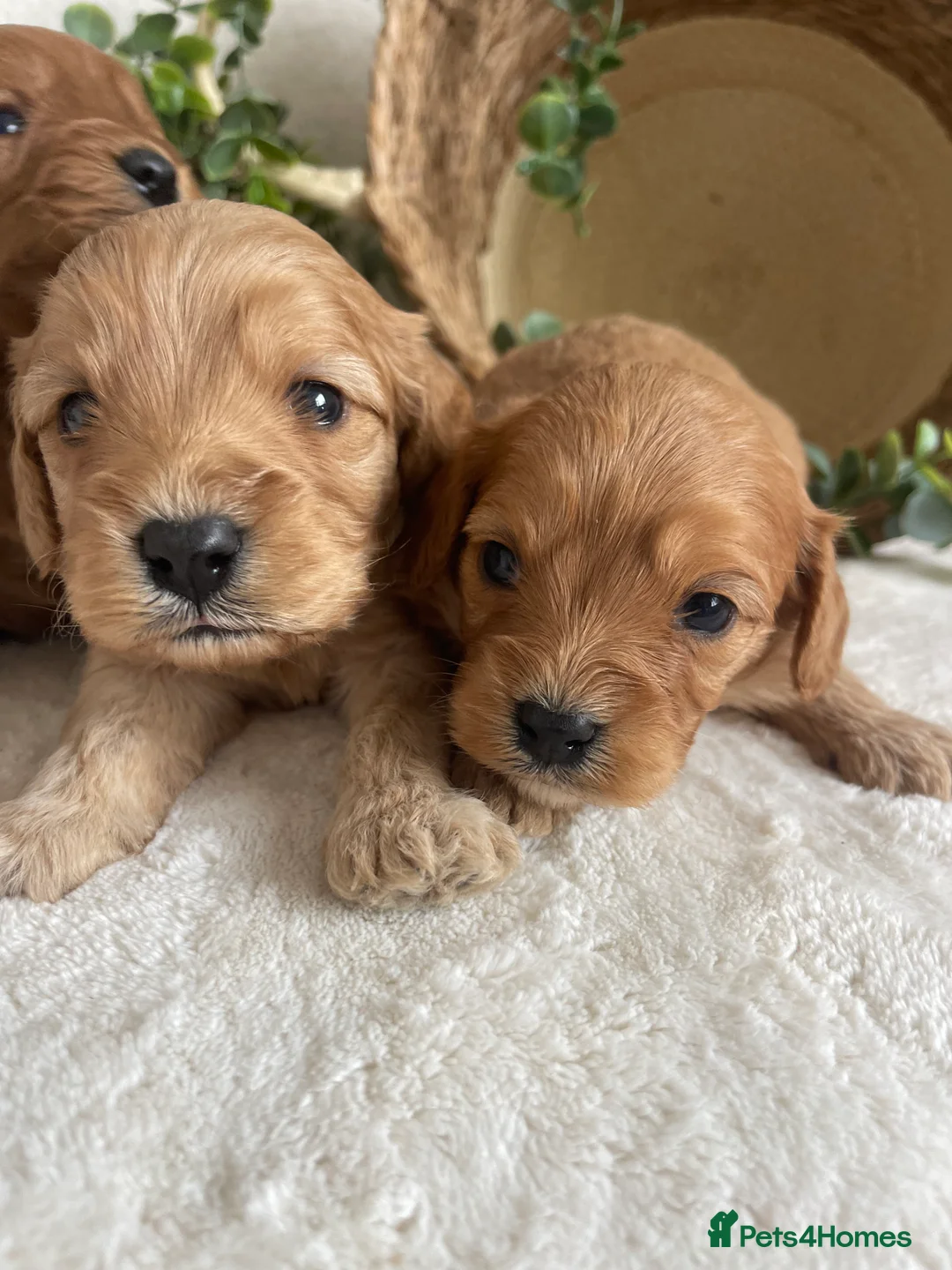 Cavapoo dogs for sale: STUNNING DNA TESTED CAVAPOOS - Advert 2