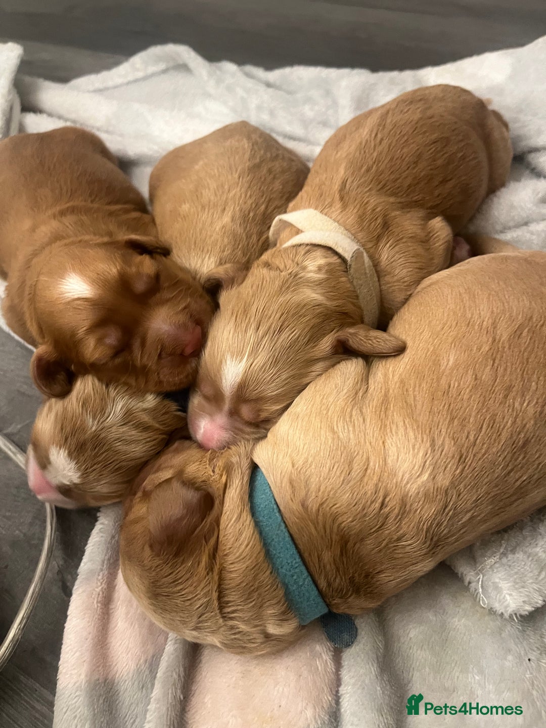 Cocker Spaniel dogs for sale: Pedigree Cocker Spaniel Puppies Fir Sale  - Advert 14