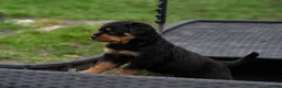 Rottweiler dogs for sale: Chunky German Rottweilers pups  - Advert 19