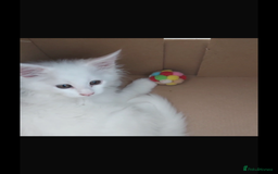 Maine Coon cats for sale: White Maine Coon GCCF - Image 25