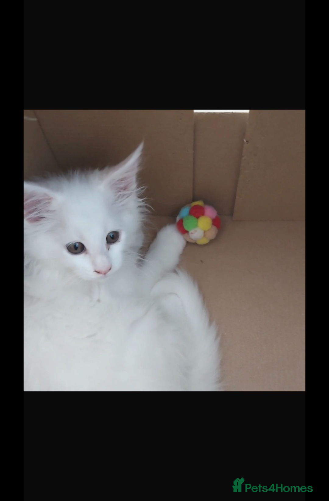Maine Coon cats for sale: White Maine Coon GCCF - Image 25
