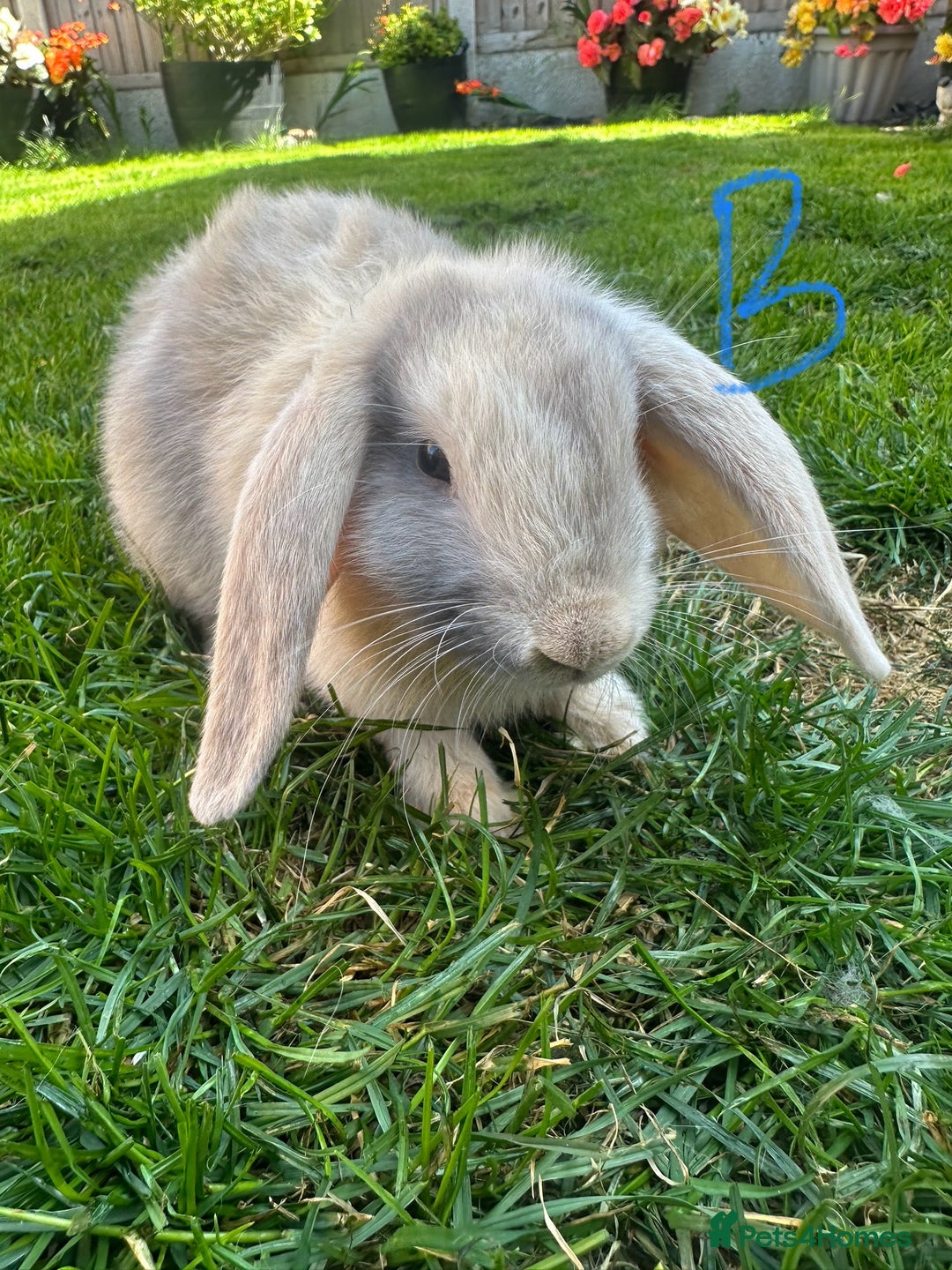 Mini Lop rabbits for sale: Mini Lop Rabbits For Sale  - Image 23