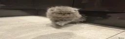 Persian cats for sale: GCCF Registered Blue Persian Kittens  - Advert 3