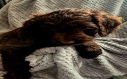 Sproodle dogs for sale: Sproodle puppies *ready on Wednesday* - Image 2