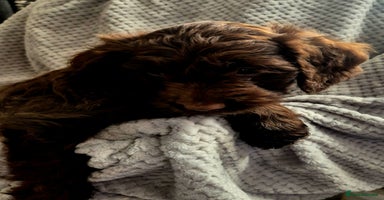 Sproodle dogs - Advert 1