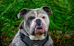 Olde English Bulldogge dogs for stud: BLUE MERLE OEB FOR STUD  in Leeds - Image 2