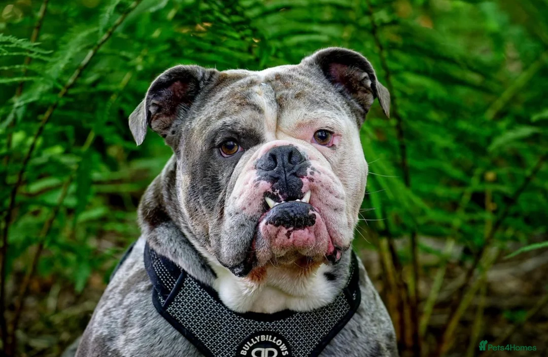 Olde English Bulldogge dogs for stud: BLUE MERLE OEB FOR STUD  in Leeds - Advert 2