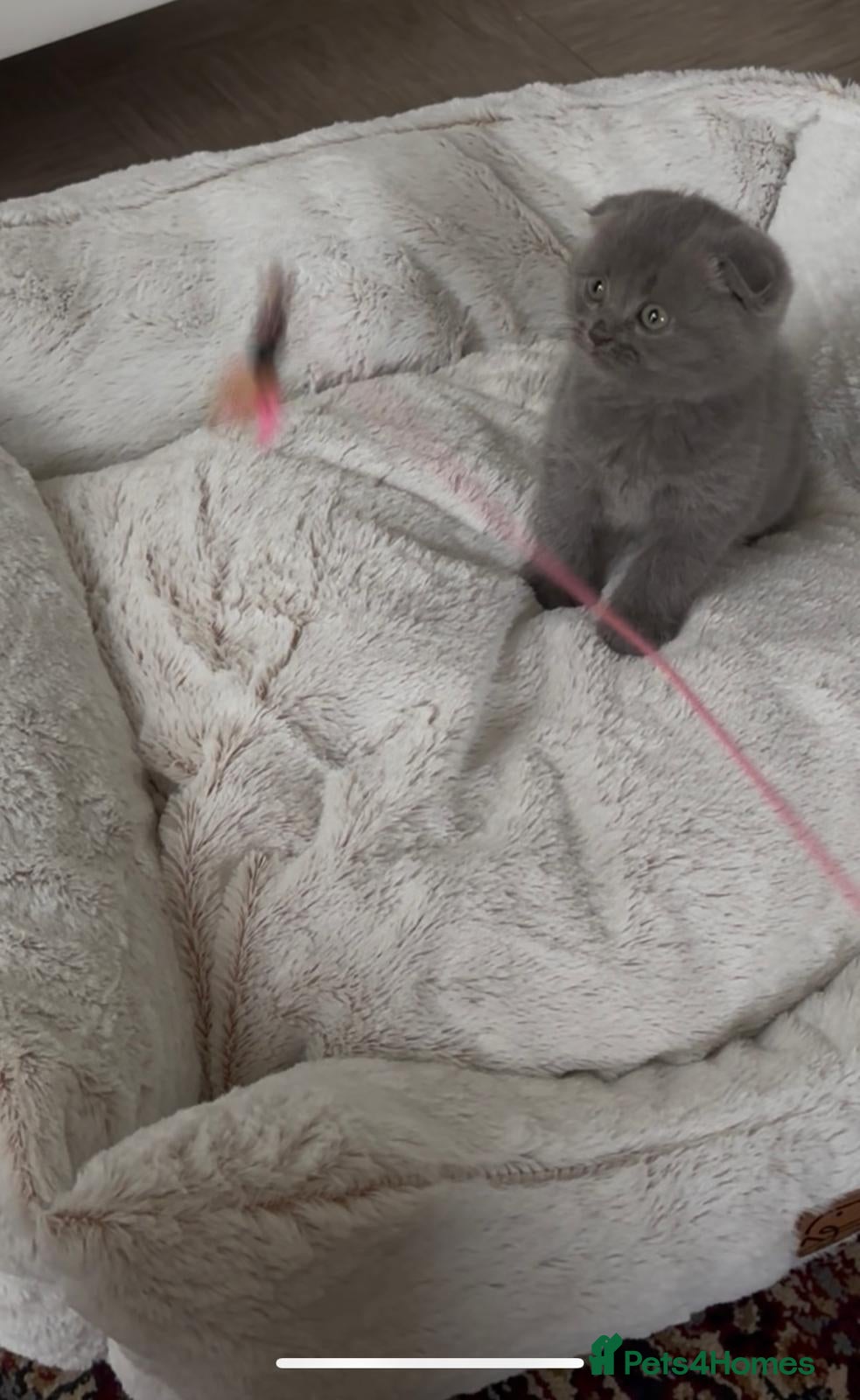 British Shorthair cats BSH/Scottish male - Advert 1