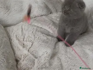 British Shorthair cats BSH/Scottish male - Advert 1