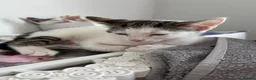 British Shorthair cats for sale: 2 female kittens  - Advert 9