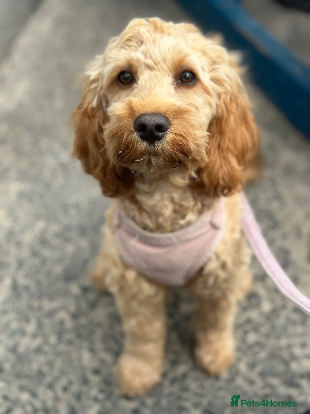 Cockapoo dogs for sale: Cockapoo male  - Advert 1