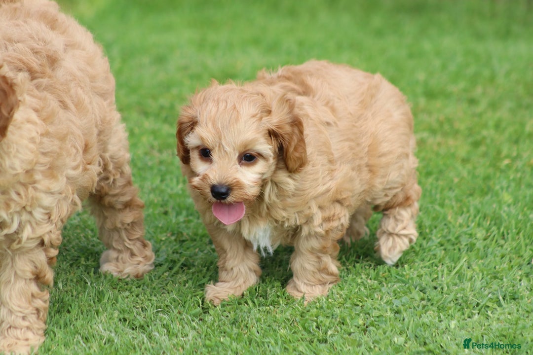 Cockapoo dogs for sale: Beautiful F1 Cockapoo puppies for sale - Image 28
