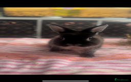 Netherland Dwarf rabbits for sale: Netherlands dwarf bunnies ❤️ - Image 4