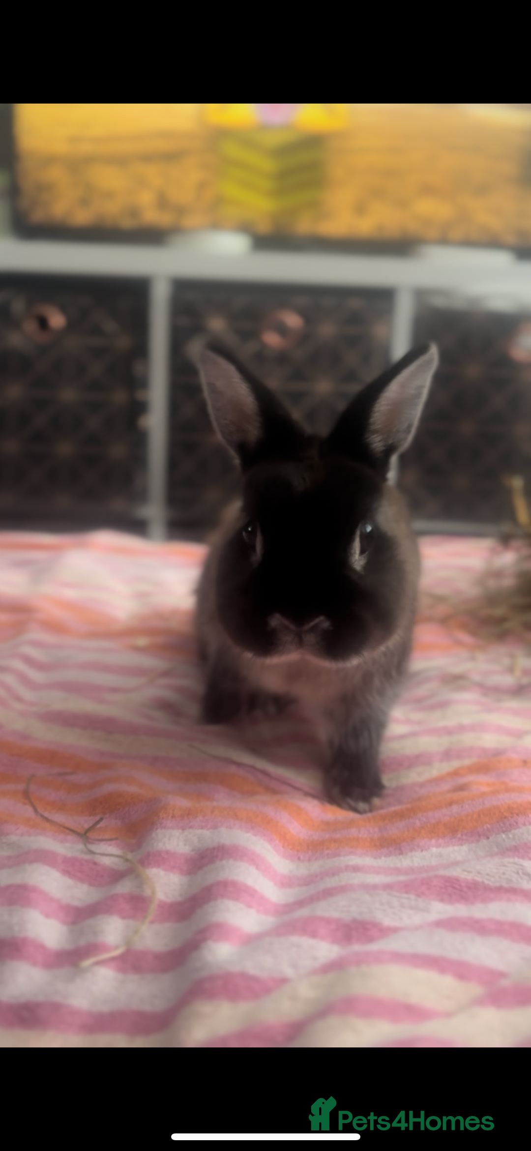 Netherland Dwarf rabbits for sale: Netherlands dwarf bunnies ❤️ - Image 4