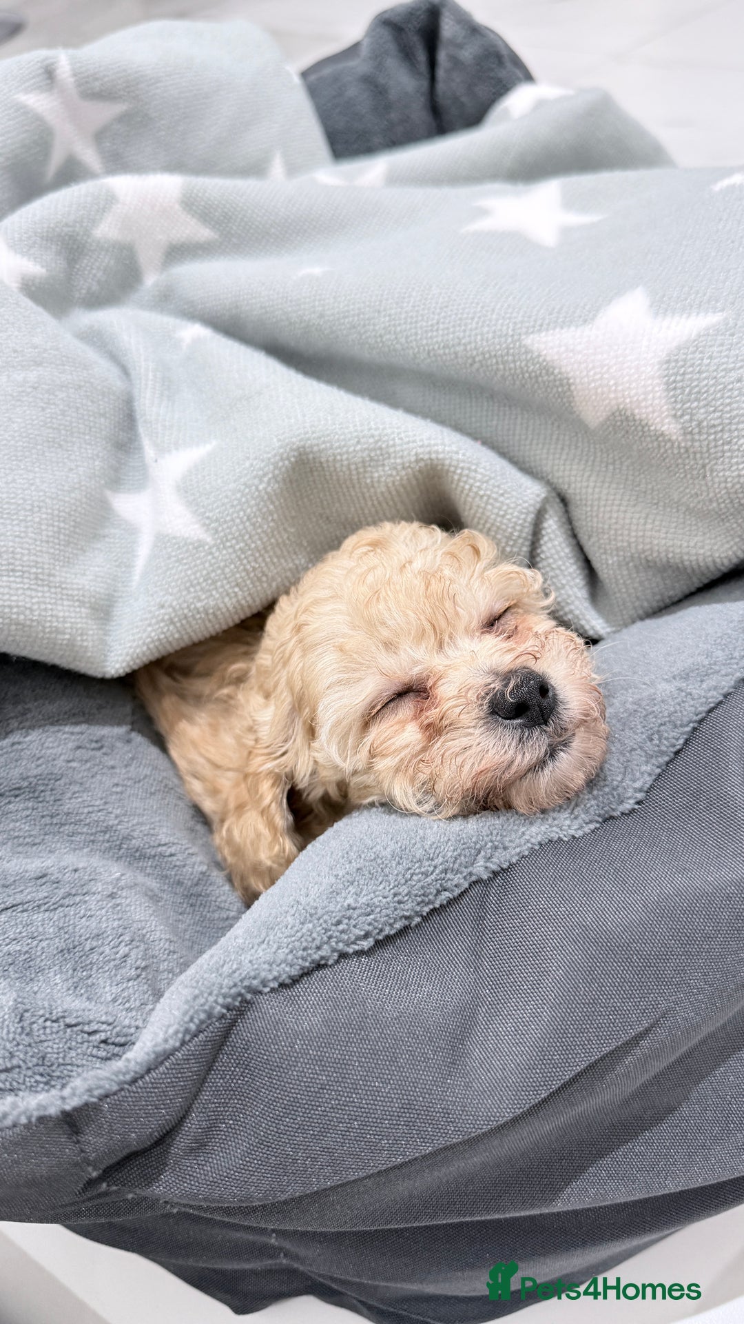 Cavapoo dogs for sale: F2B Male Toy Cavapoo Ready to Leave - Advert 3