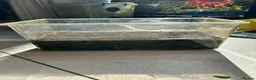 Stick Insects invertebrates for sale: Indian Stick Insect Colony inc Terrarium - Advert 8
