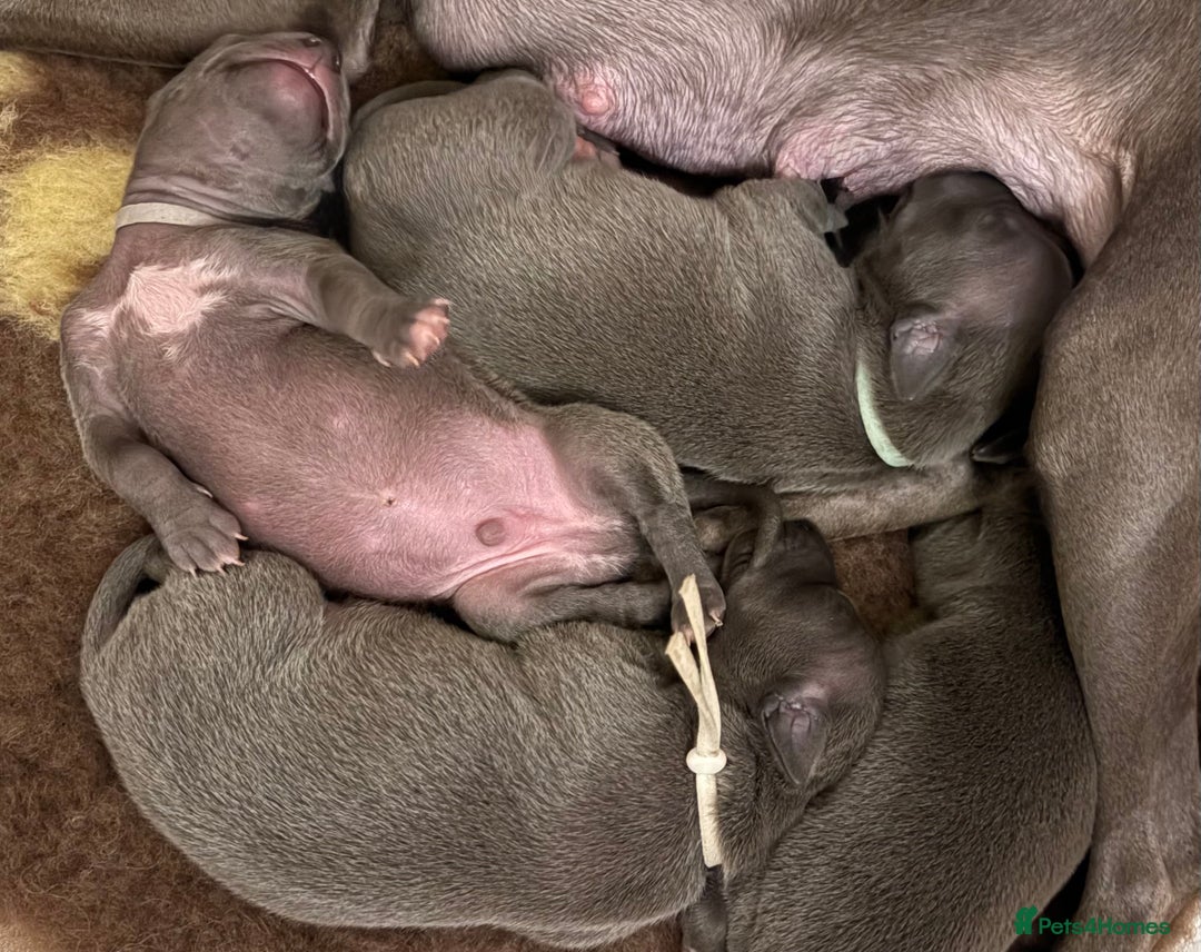 Italian Greyhound dogs for sale: KC Reg Italian Greyhound only 1 available - Advert 9