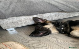 German Shepherd dogs for sale: 5 month male German shepherd - Image 2