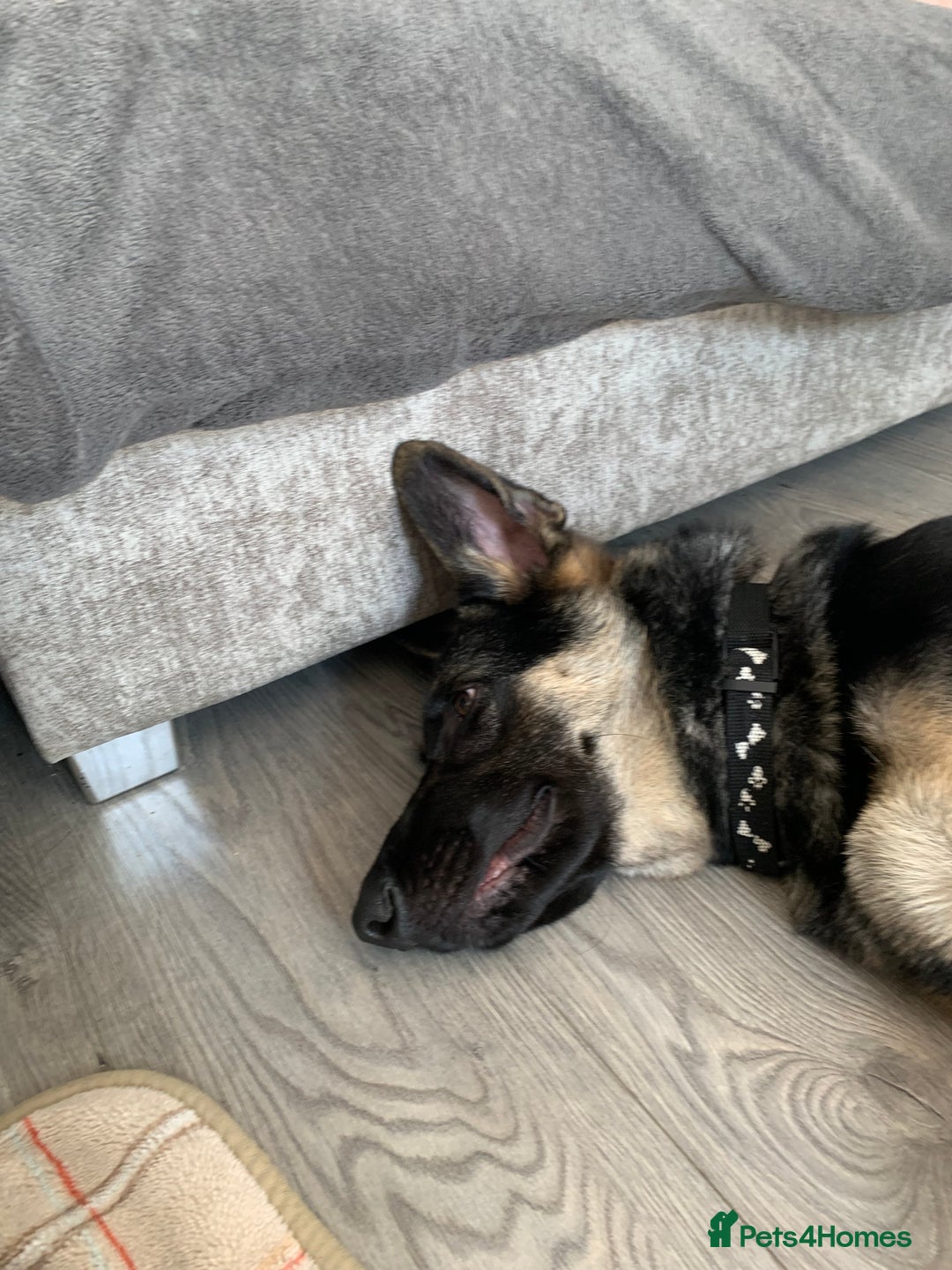 German Shepherd dogs for sale: 5 month male German shepherd - Image 2
